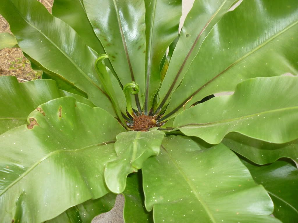 Bird's Nest Fern with yellowing leaves and white dots
